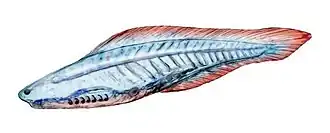 Haikouichthys ercaicunensis