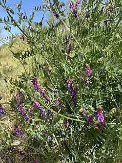 Ervilhaca-peluda (Vicia villosa) como cultura de cobertura.