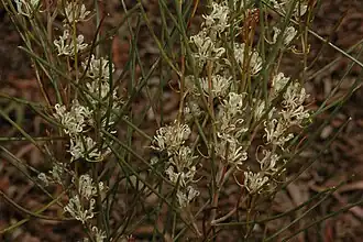 Hakea adnata no Jardim Botânico Nacional Australiano&nbsp;[en] (ANBG)