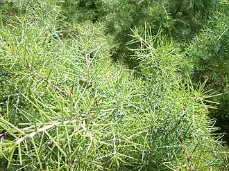 Hakea sericea, espécie invasora na Serra d'Arga