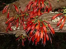 Halleria lucida&nbsp;[en]