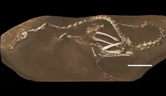 Espécime holótipo de Halszkaraptor escuilliei
