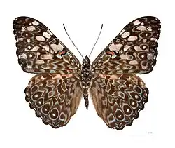 Hamadryas feronia, visão dorsal.