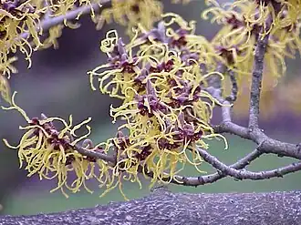 Hamamelis japonica