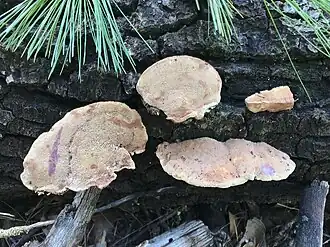 Hapalopilus rutilans com manchas alcalinas roxas