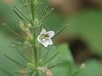 Haplanthodes tentaculatus