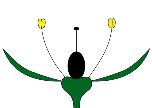 Perianto monoclamídeo apenas com cálice não-petaloide