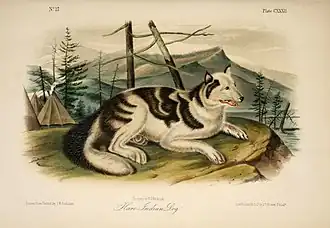 Hare indian dog, um cão indígena atualmente extinto.