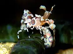 Hymenocera picta, a única espécie de Hymenoceridae