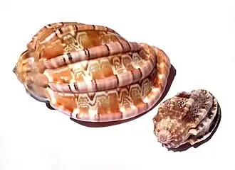 Fotografia com a vista superior de duas conchas de moluscos Harpidae da subfamília Harpinaeː Harpa major Röding, 1798 (maior) e Harpa amouretta Röding, 1798 (menor)[4], encontradas no Indo-Pacífico.[5]