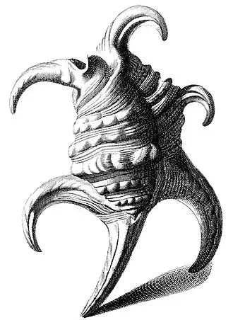 Uma ilustração da concha de Harpago chiragra (Linnaeus, 1758)[1] proveniente da obra Testarum Conchyliorum (1742), de Niccolò Gualtieri.