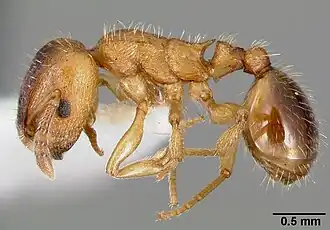 Harpagoxenus canadensis