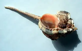 Fotografia mostrando a expansão na abertura de uma concha de H. haustellum, na área de sua columela.