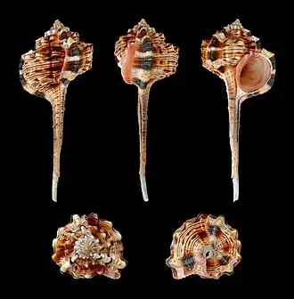 Concha de Haustellum haustellum, com suas três varizes visíveis, de coloração mais escura.