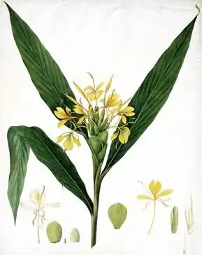 Hedychium coccineum by William Roscoe 1828