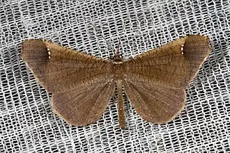 Macho da espécie Macrosoma stabilinota (Prout, 1932),[1] encontrado na região do rio Javari, Amazonas.