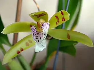 Helcia sanguinolenta