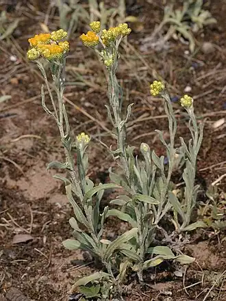 Helichrysum arenarium.