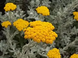Helichrysum moeserianum.