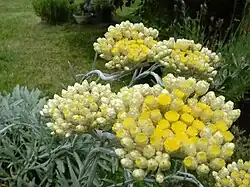 Helichrysum orientale.