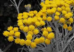 Helichrysum thianschanicum (cultivar 'Icicles' em exposição na San Diego County Fair, Califórnia).