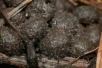 Helicocephalum a proliferar sobre matéria fecal.