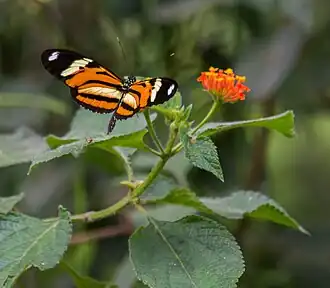 Fotografia de Heliconius ethilla narcaea em voo, vista superior.
