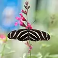 Fotografia de Heliconius charithonia, vista superior. Esta borboleta Heliconiini atinge o sul dos Estados Unidos em sua distribuição geográfica.[10]