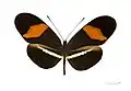 As borboletas Heliconiinae, como este espécime de Heliconius erato, apresentam asas anteriores com margens mais arredondadas e coloração mais homogênea em sua mancha superior avermelhada do que ocorre em E. lansdorfi.
