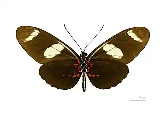 Fotografia de espécime de H. sara, subespécie sara, vista inferior.