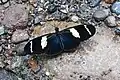 Fotografia da borboleta sul-americana Heliconius wallacei. Dentre os Heliconiinae, as tribos Acraeini, Heliconiini e Vagrantini podem apresentar asas com reflexos metálicos em azul.