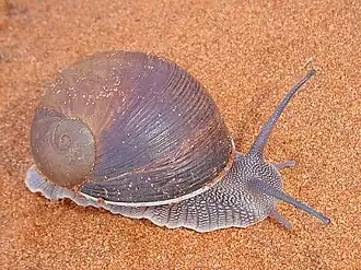 Um indivíduo vivo da espécie Helicophanta gloriosa, família Acavidae.