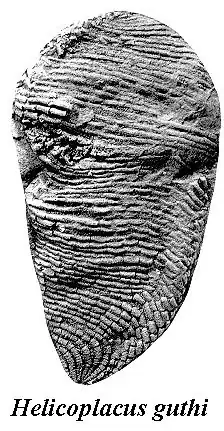 Helicoplacus