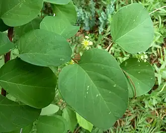 Helinus integrifolius.