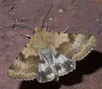 Heliothis phloxiphaga