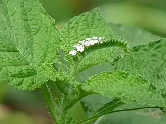 Heliotropium indicum