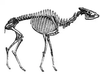 Helladotherium