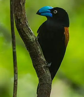 Fotografia do pássaro vanga-de-prévost (Euryceros prevostii), mostrando sua plumagem ventral.