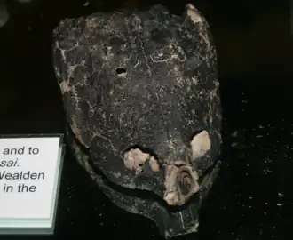 Crânio de Helochelydra nopcsai