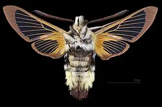 Hemaris tityus ♂ △