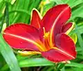 Hemerocallis "Lusty Lealand"
