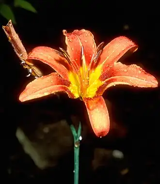 Hemerocallis fulva.