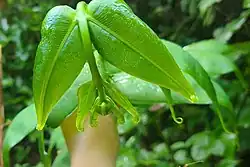 Hemidictyum marginatum (L.) C. Presl