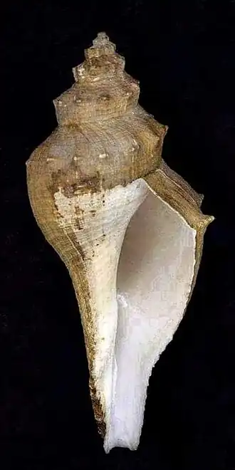 Vista inferior de uma concha de Hemifusus colosseus (Lamarck, 1816), com o perióstraco; uma espécie do gênero Hemifusus Swainson, 1840[1] encontrada no Sudeste Asiático até Taiwan e que pode atingir até os 42 centímetros de comprimento.[2]