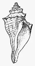Ilustração da concha de Hemifusus tuba (Gmelin, 1791);[1] retirada da obra Die Leitfossilien, ein Handbuch für den Unterricht und für das Bestimmen von Versteinerungen (1896).