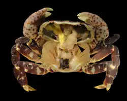 Carapaça removida, mostrando as brânquias internas de um caranguejo Hemigrapsus nudus.