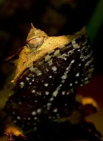 Hemiphractus fasciatus