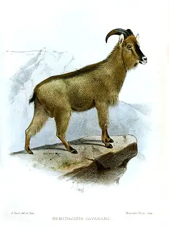 Ilustração do Tahr-árabe (Arabitragus jayakari), pelo desenhista holandês Joseph Smit