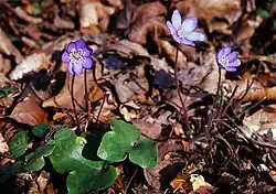 Hepatica nobilis.