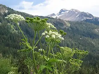 Nas montanhas da Serra Nevada